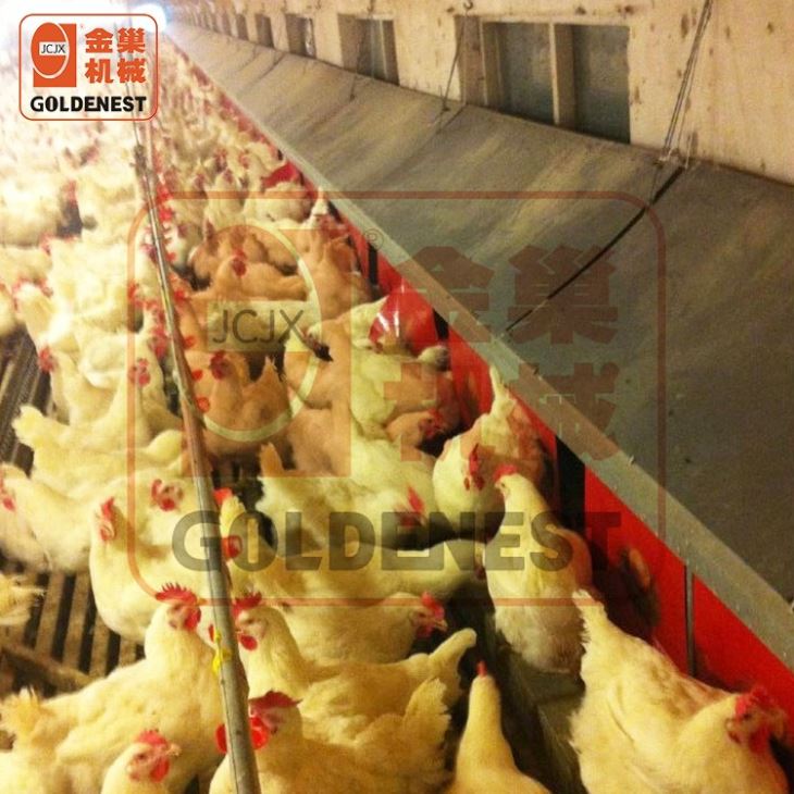 Automatic Egg Nest Collection System Chicken Layer Nest House Box